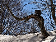 Anello con neve Zuc de Valmana, Canti, Tre Faggi da Fuipiano-5APR22- FOTOGALLERY